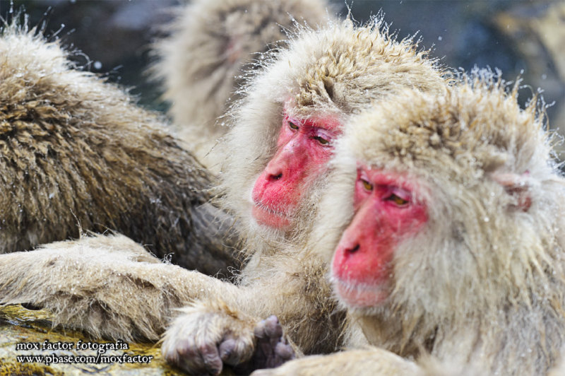 Hirao 平穩 - 野猿公苑 Snow Monkey Park