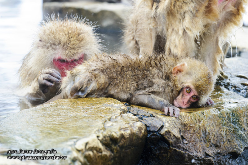 Hirao 平穩 - 野猿公苑 Snow Monkey Park