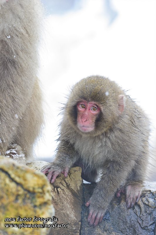 Hirao 平穩 - 野猿公苑 Snow Monkey Park