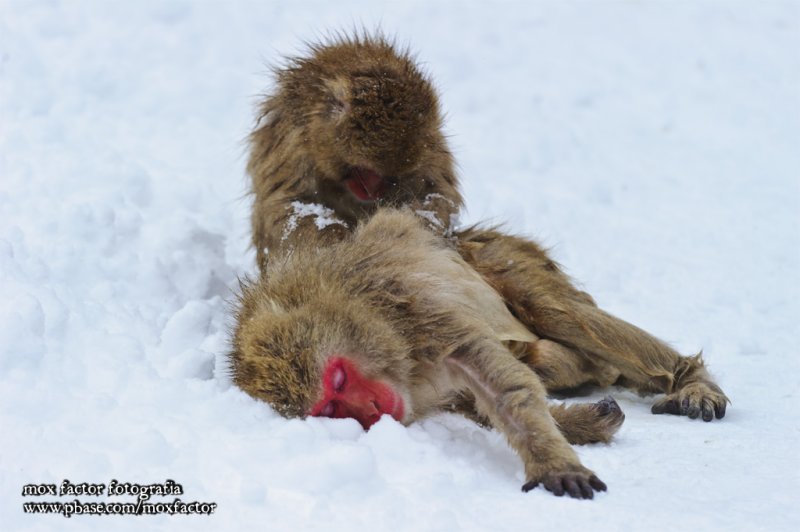 Hirao 平穩 - 野猿公苑 Snow Monkey Park