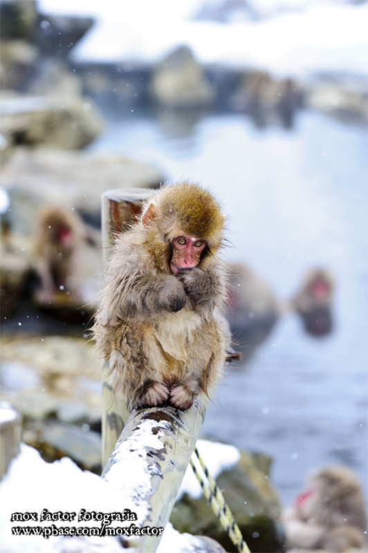 Hirao 平穩 - 野猿公苑 Snow Monkey Park