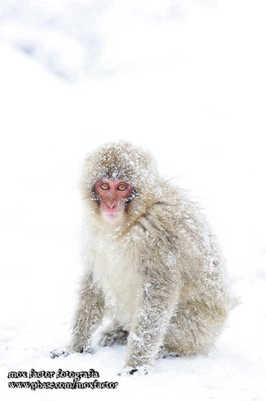 Hirao 平穩 - 野猿公苑 Snow Monkey Park