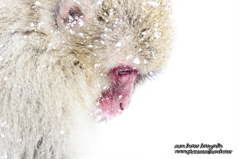 Hirao 平穩 - 野猿公苑 Snow Monkey Park