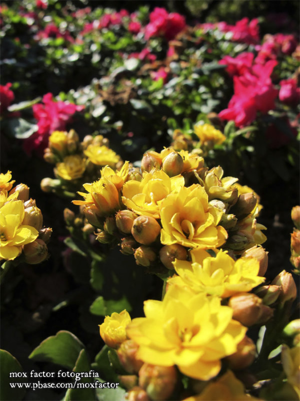 HK - flowers at Mount Austin