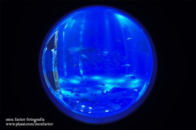 Notojima 能登島 - のとじま水族館 Notojima Aquarium