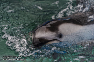 Notojima 能登島 - のとじま水族館 Notojima Aquarium