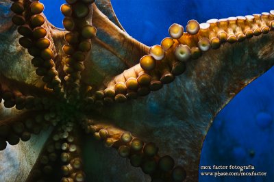 Notojima 能登島 - のとじま水族館 Notojima Aquarium