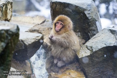 Hirao 平穩 - 野猿公苑 Snow Monkey Park