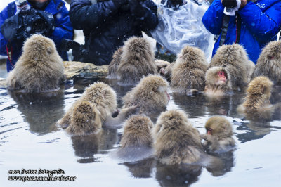 Hirao 平穩 - 野猿公苑 Snow Monkey Park