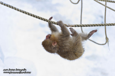 Hirao 平穩 - 野猿公苑 Snow Monkey Park