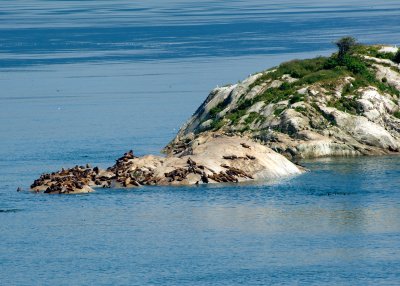 Sea Lions