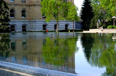 Duck on Legislature Pool