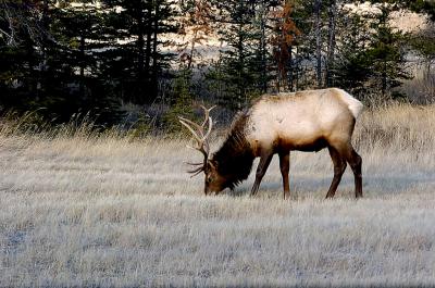 Elk