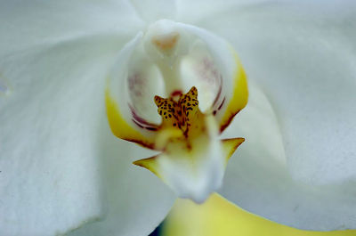 Orchid