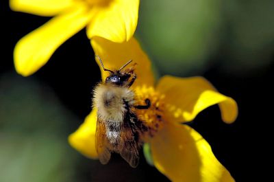 Bee