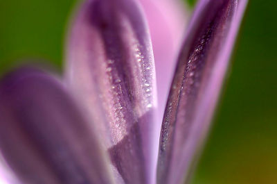 Petals