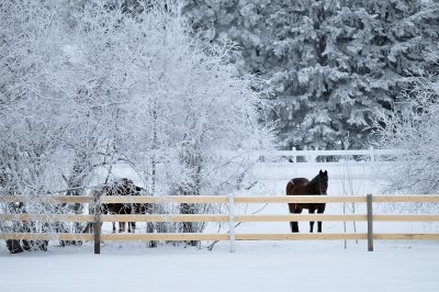 Hoar Frost