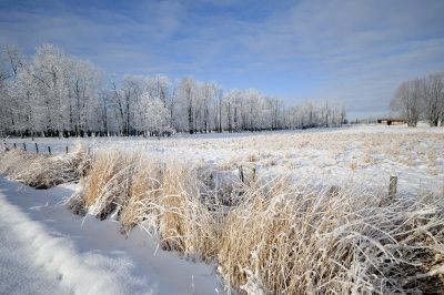 Tree Line