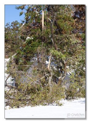 Snow Storm Damage 04.jpg