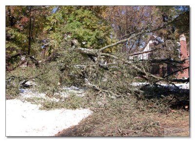 Snow Storm Damage 08.jpg