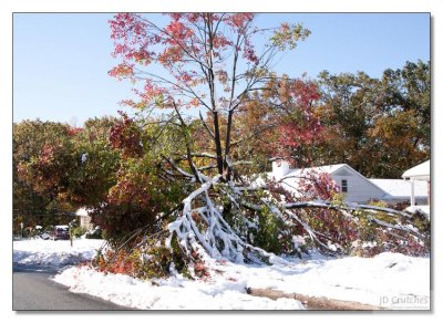 Snow Storm Damage 15.jpg