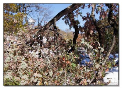 Snow Storm Damage 23.jpg