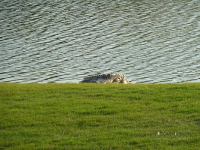 Myrtle Beach Day 2 18.jpg