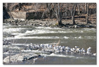 Great Falls Winter 25.jpg