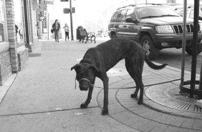 Sidewalk Sentinel