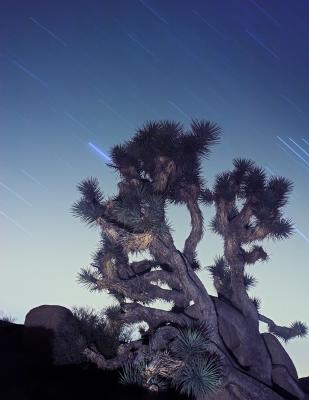 joshuatree