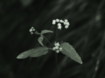 some little flowers...