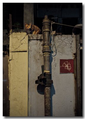 an old pipe & a cat