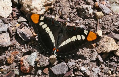 Butterfly on the Trail