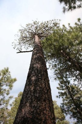 Ponderosa Pines