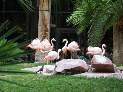 Inside the Flamingo Hotel