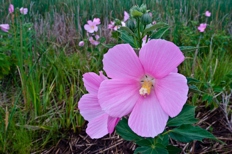 Mallows-6759.jpg