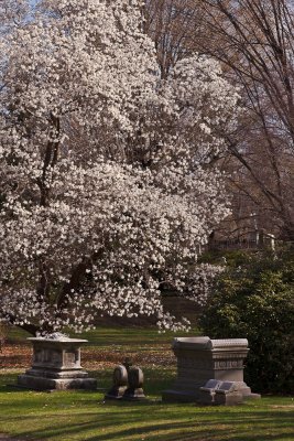 Mt Auburn-3376.jpg