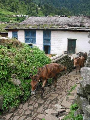 Mules in Khati.jpg