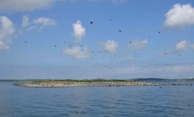 Cormorants over Bird Island.jpg