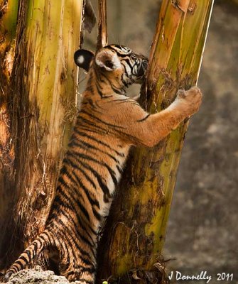 Natural Scratching Post