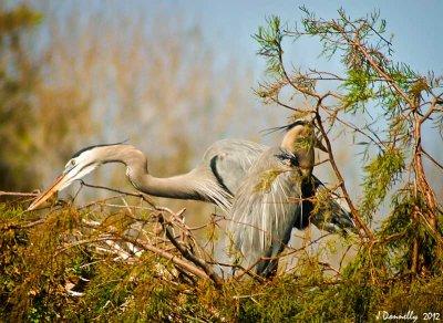 Great Blue Herons