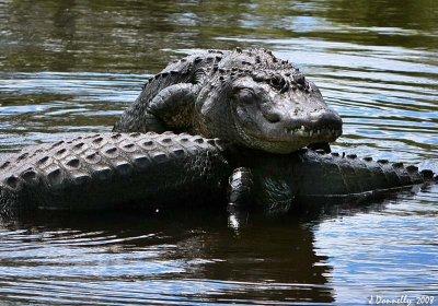 Hitchin' a Ride