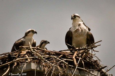 Florida Osprey Family