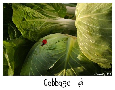 Eat your cabbage!