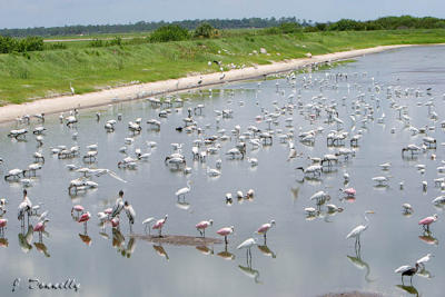 Viera Wetlands