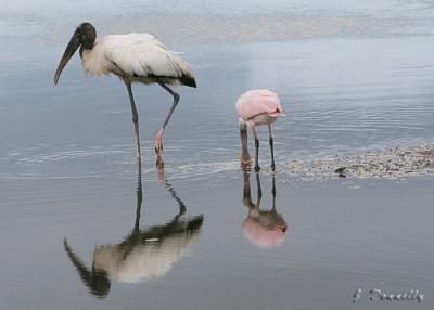 Stork & Spoonbill