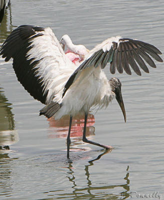 Stork