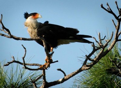 Crested Caracara