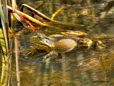 froggy