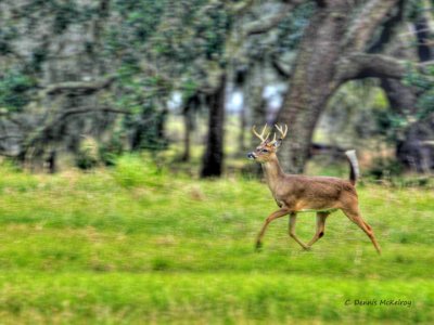 buck run 1